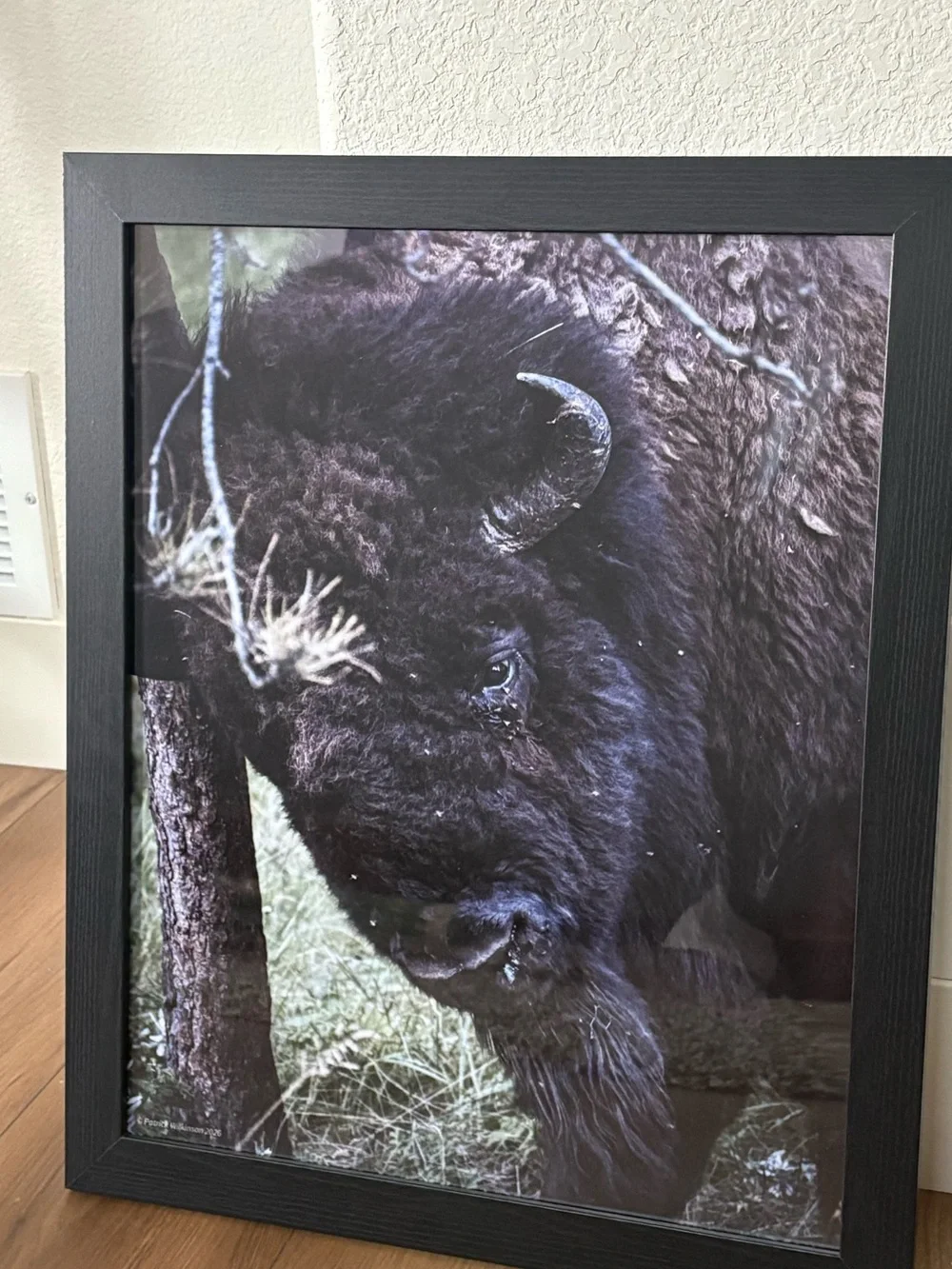16 x 20 Bison/ Buffalo wall art photograph